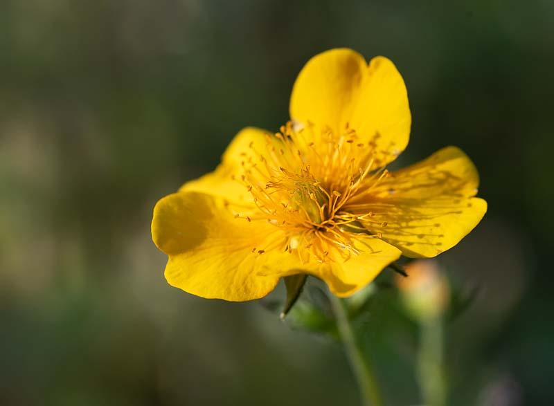 Geum montana 'Diana'