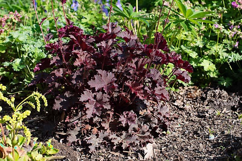 Heuchera in de tuin