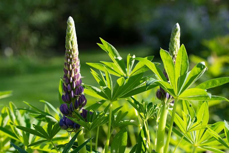 Lupine in de tuin