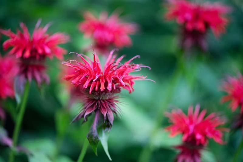 Monarda rood