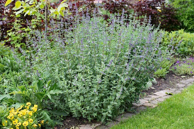 Nepeta in de tuin