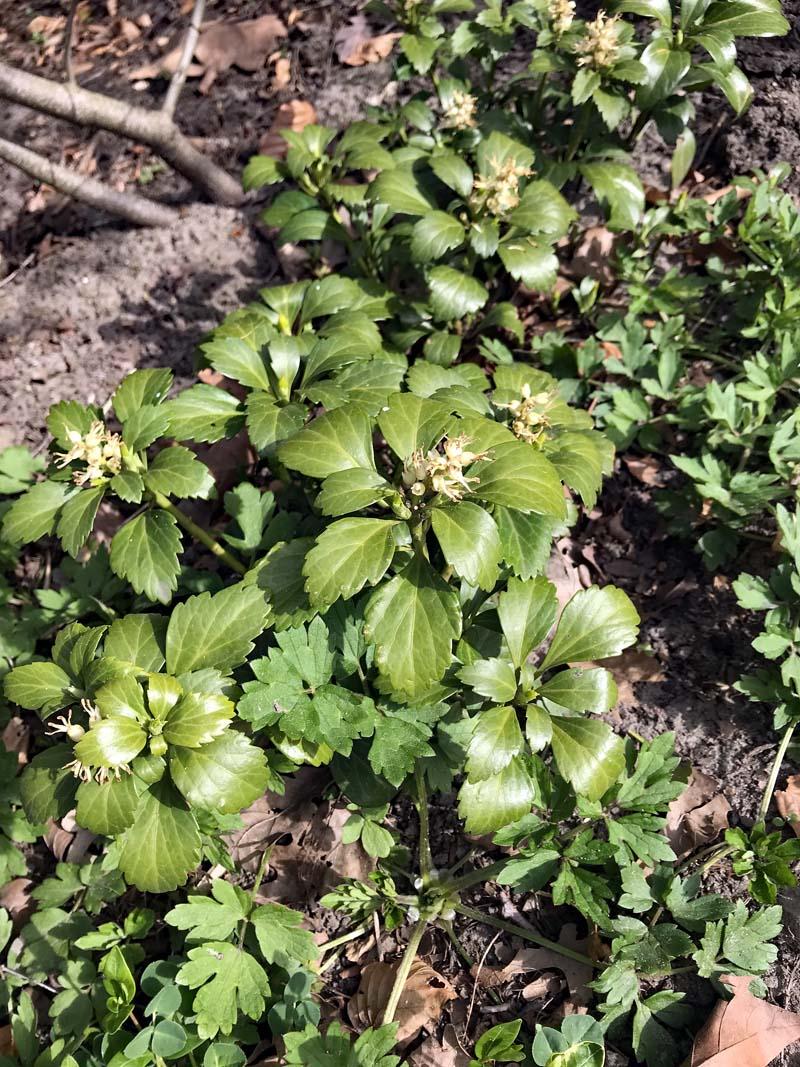 Pachysandra in de tuin