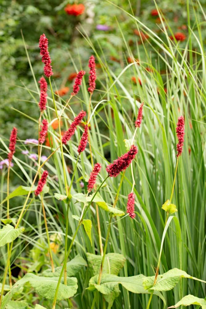 Persicaria in de tuin