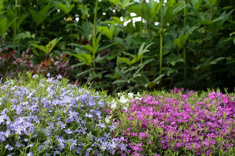 Phlox in de tuin