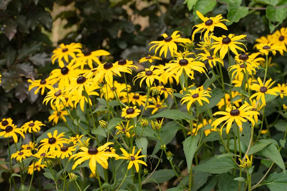 Rudbeckia in de tuin