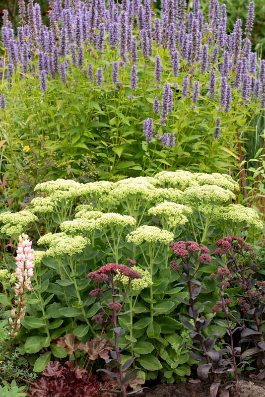 Sedumsoorten in de tuin tegen de dropplant