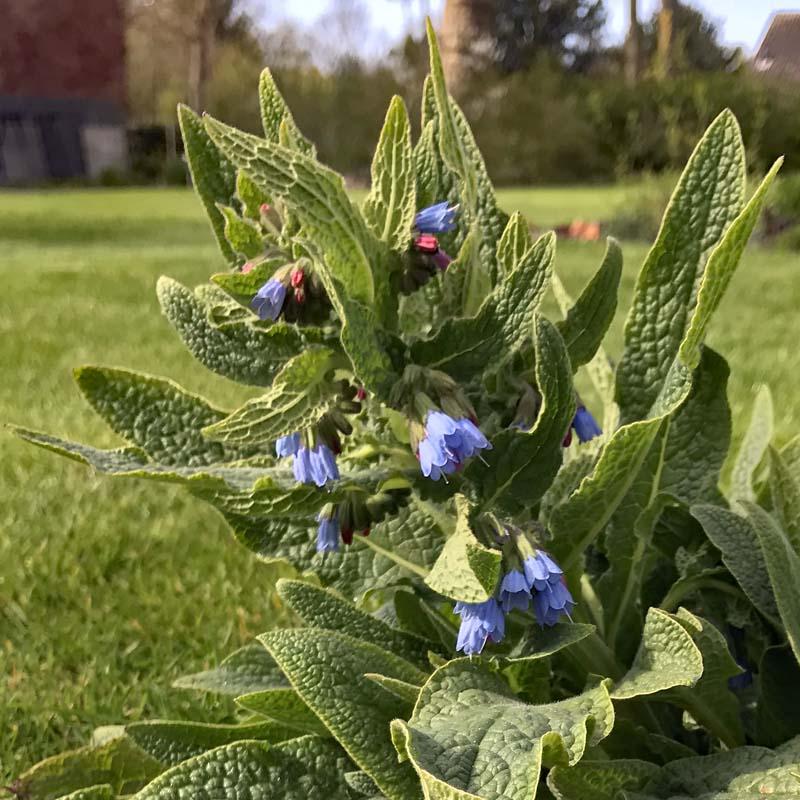 Symphytum azureum in de tuin