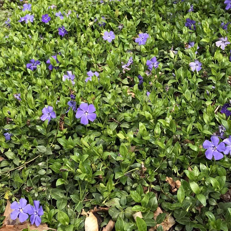 Vinca minor in de tuin