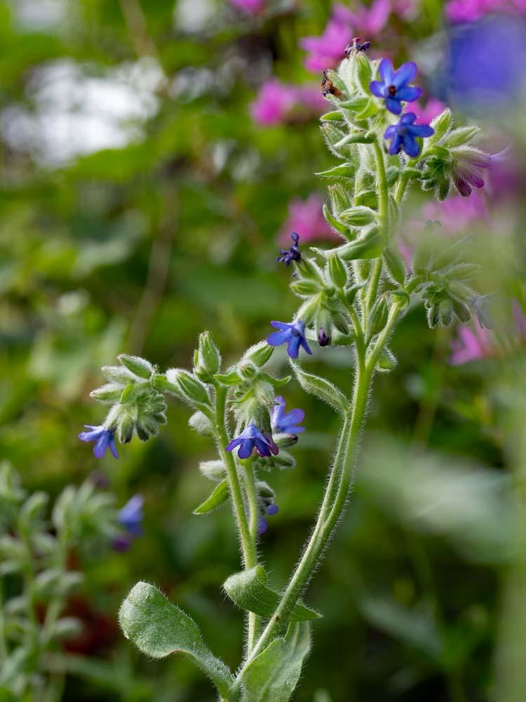 Anchusa