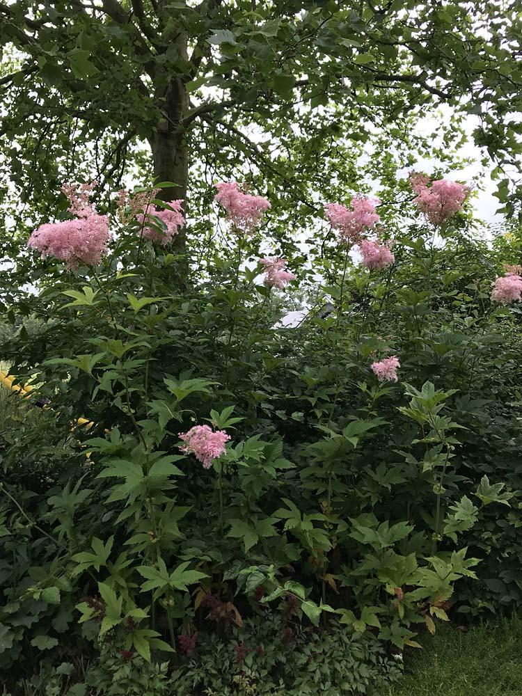 Filipendula