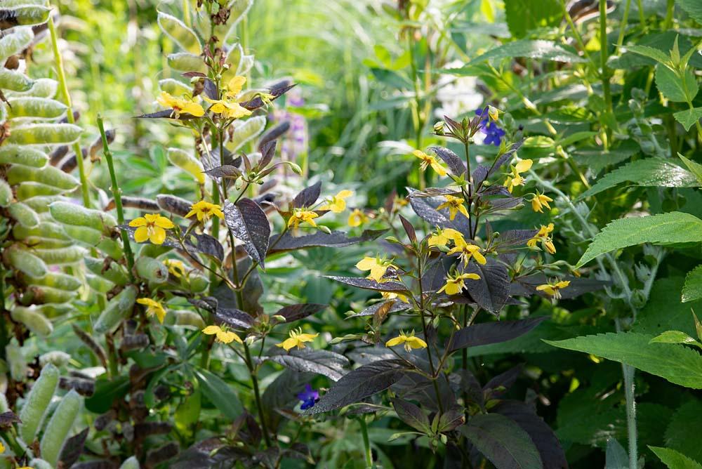 Lysimachia