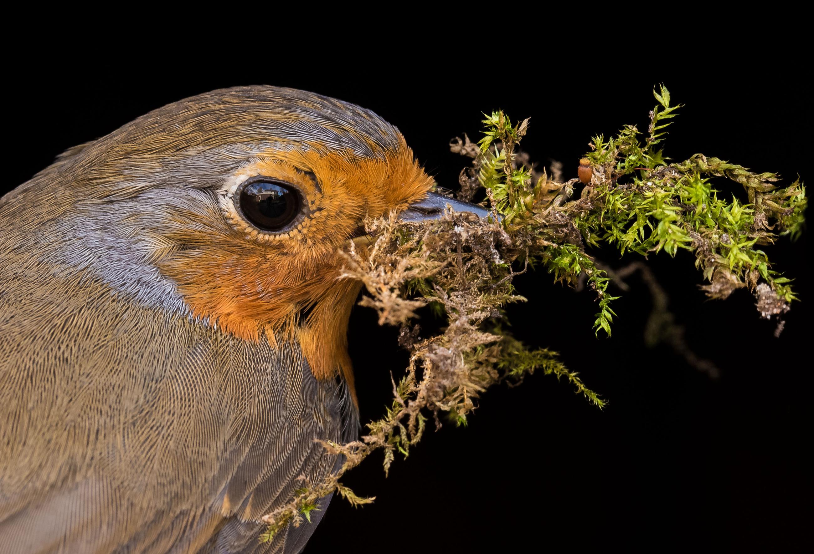 Roodborst