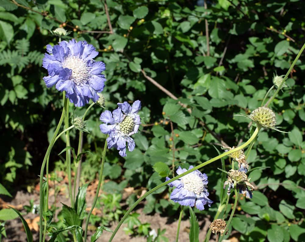 Scabiosa