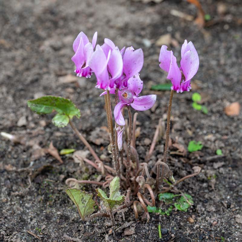 Cyclamen hederifolium roze