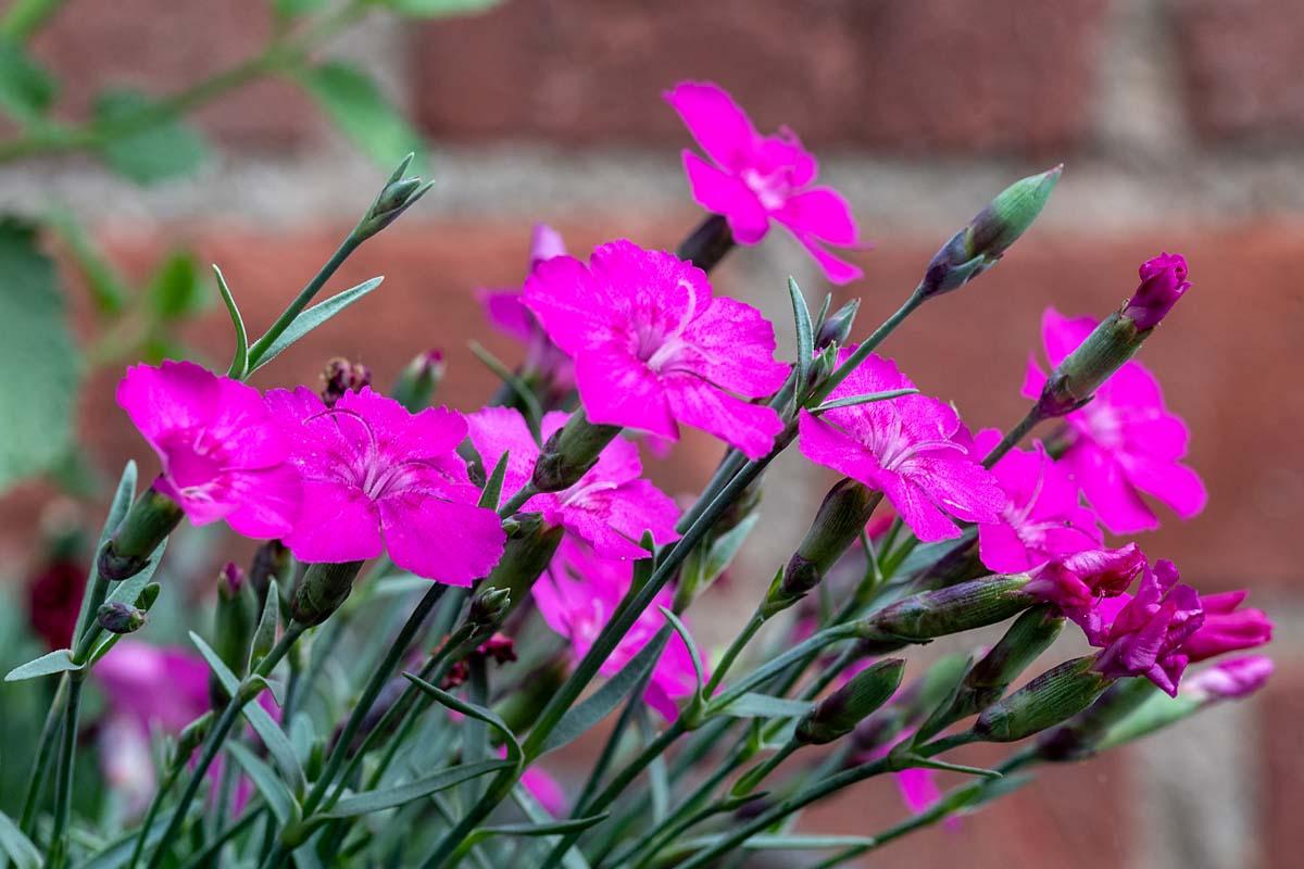 Dianthus 'Lavastrom'