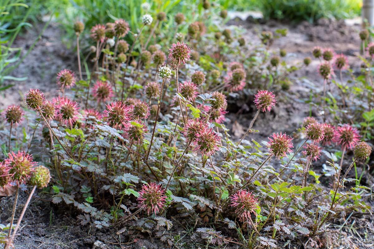 Acaena microphylla