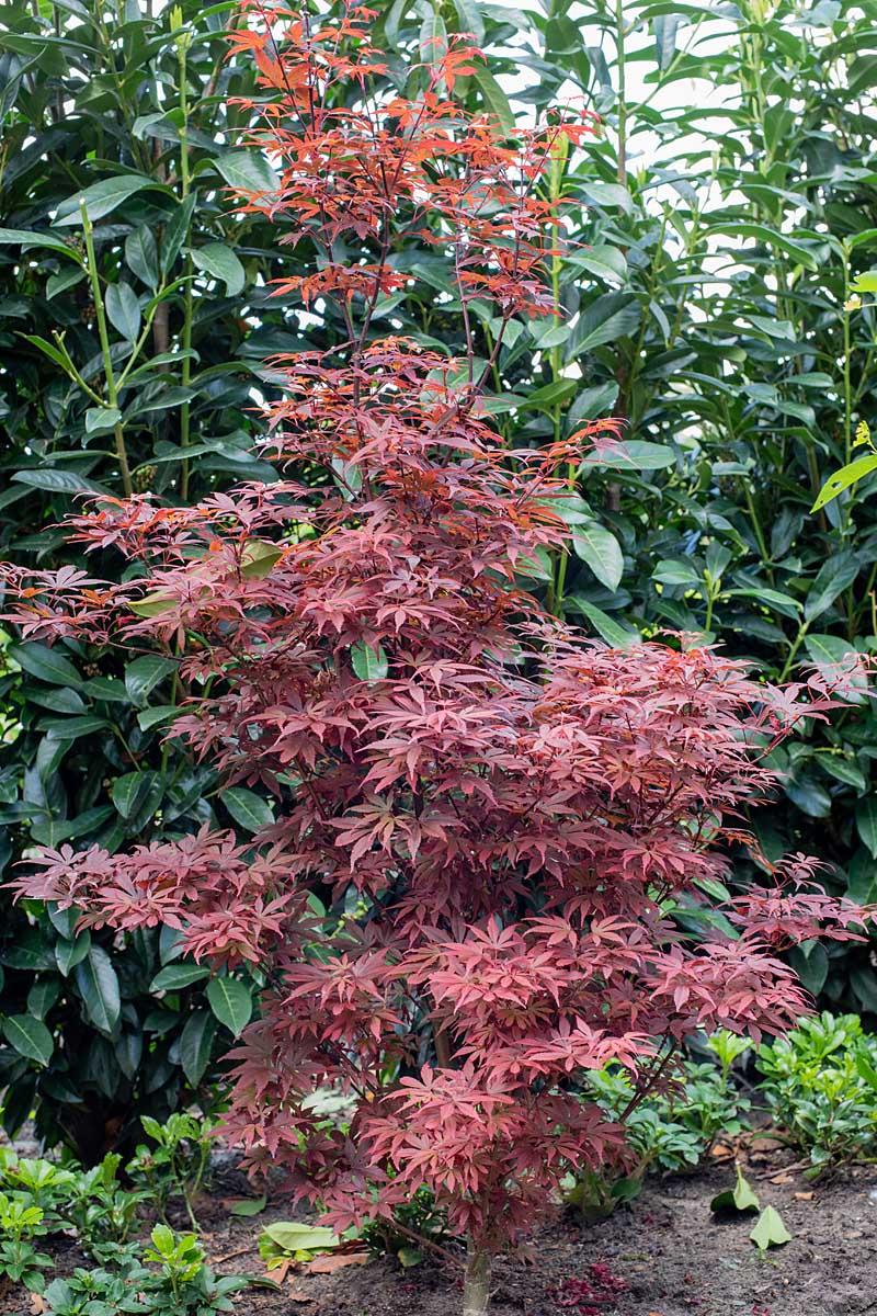 Acer palmatum