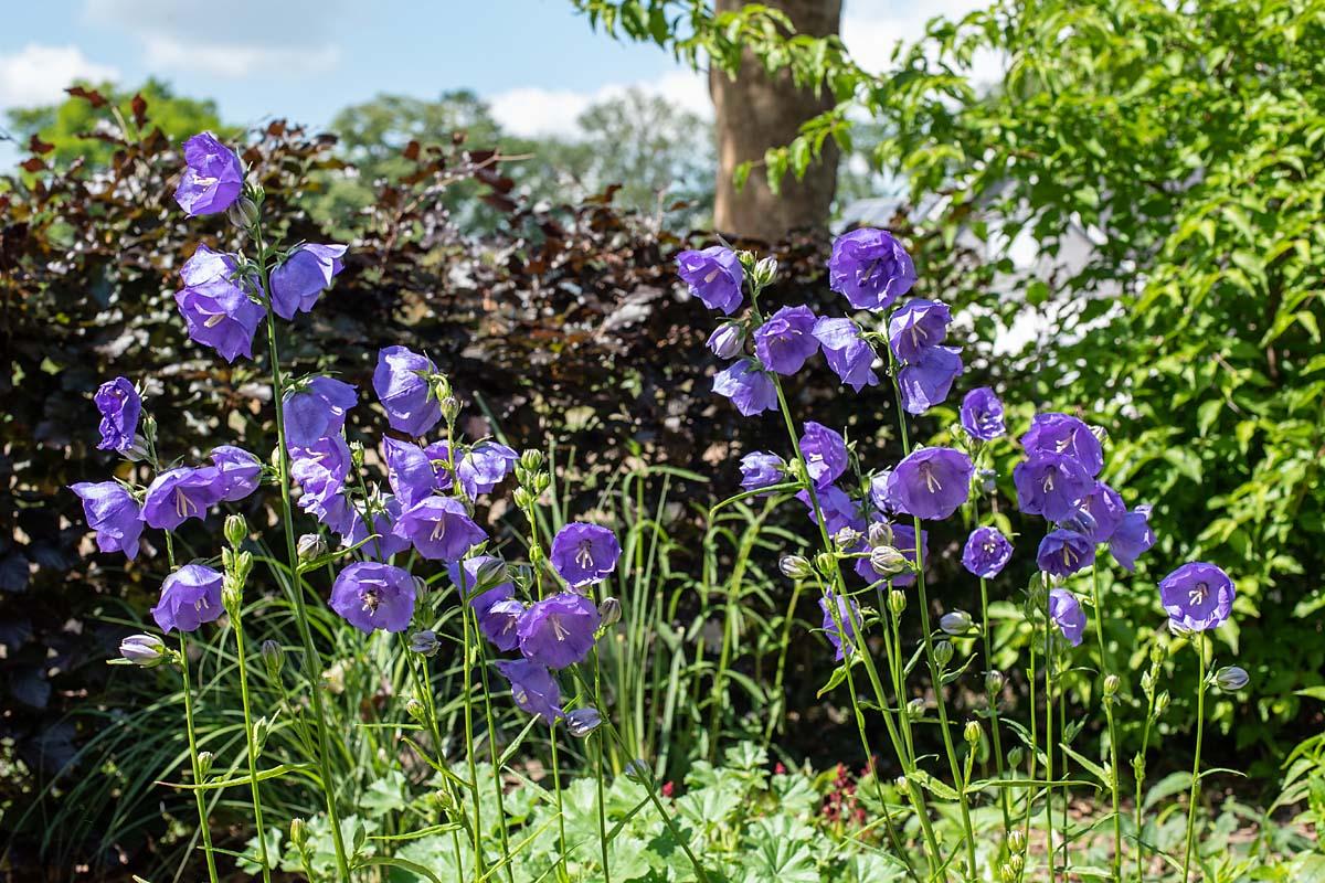 Campanula persiciflora 'Azure Beauty' overzicht