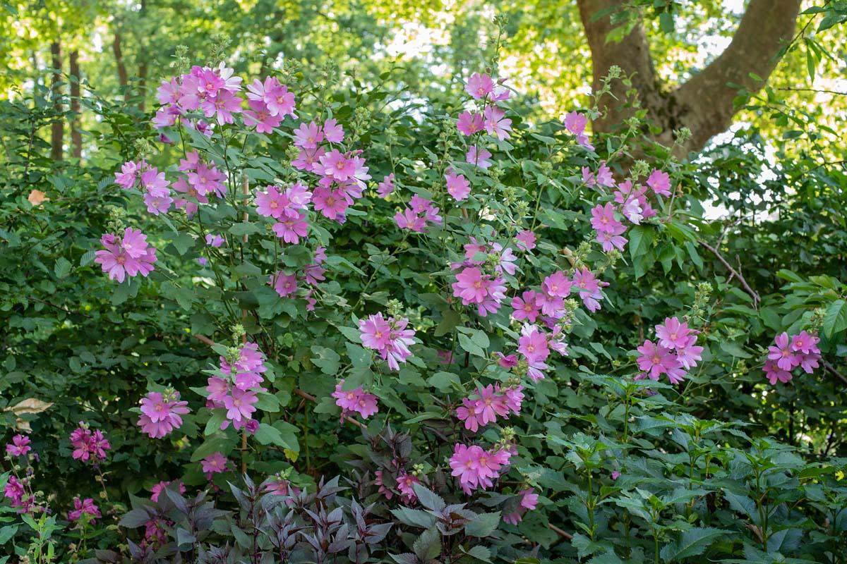 Lavatera breed tegen de haagbeuk