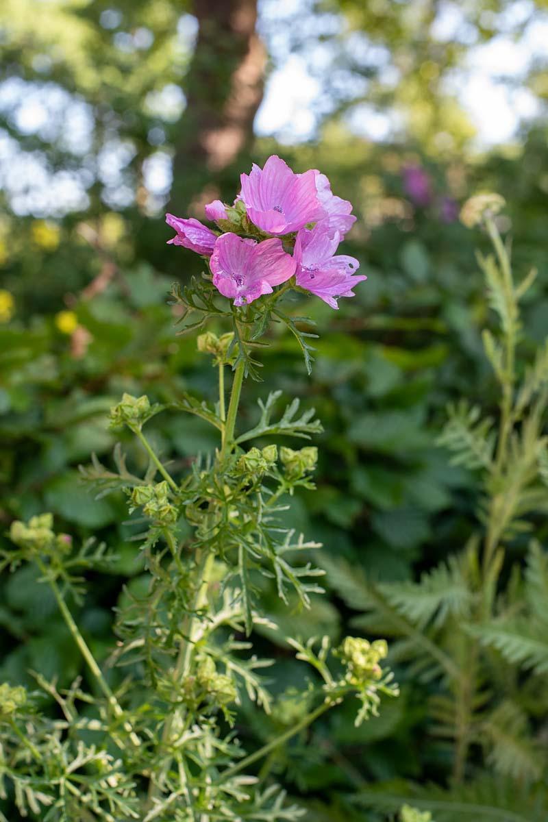 Malva moschata