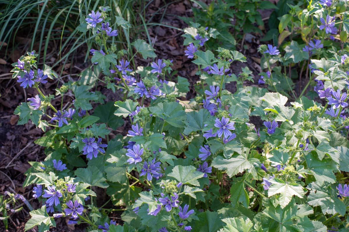 Malva sylvestris