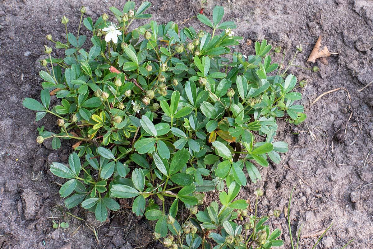 Potentilla tridentata Nuuk