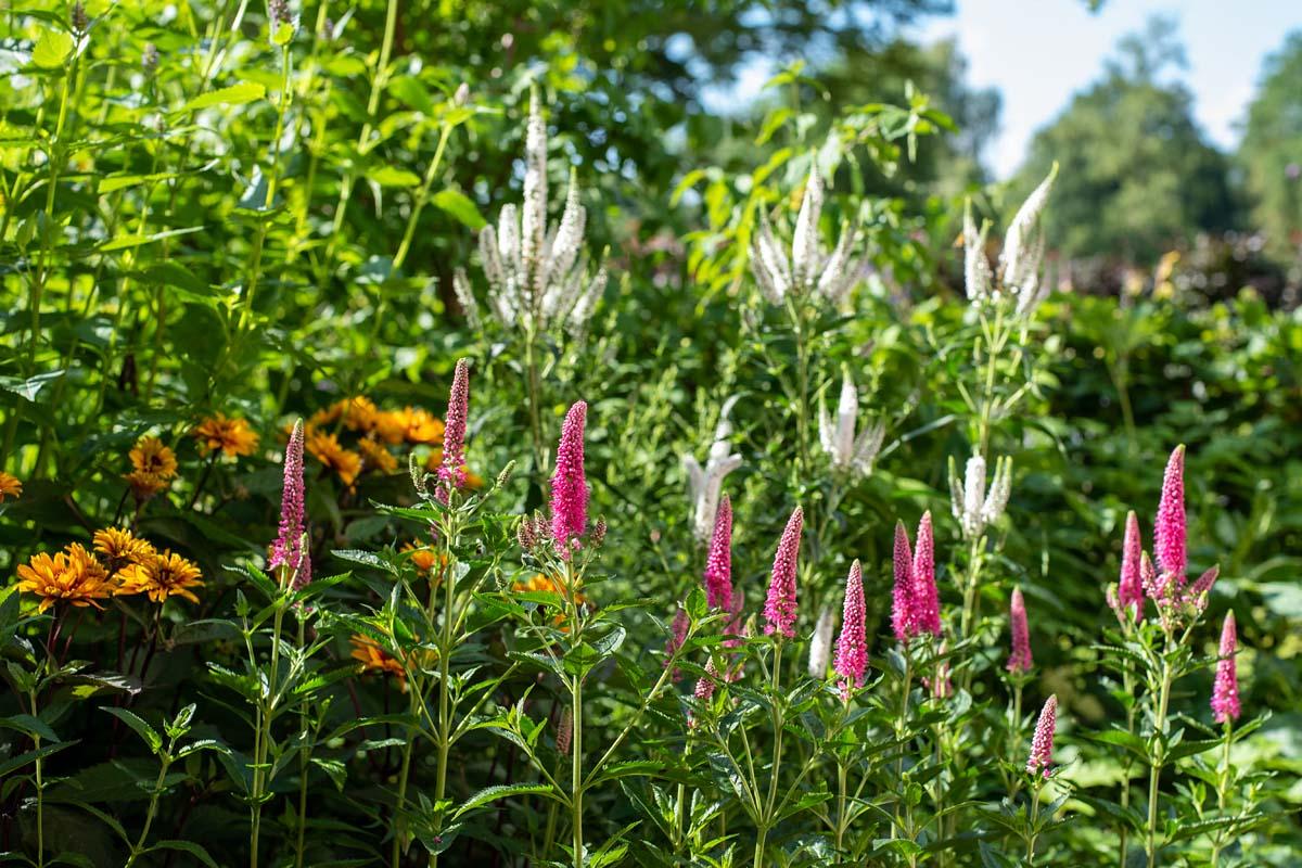 Veronica longifolia first love