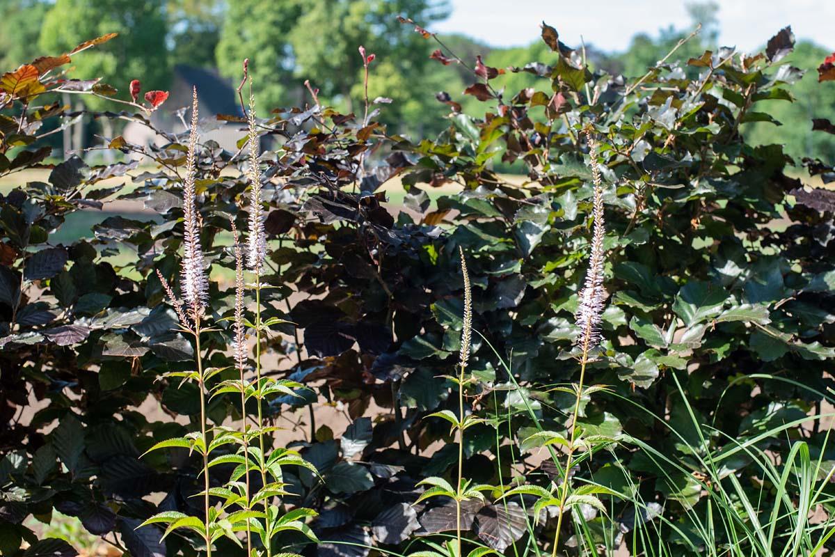 Veronicastrum virginicum little loreen