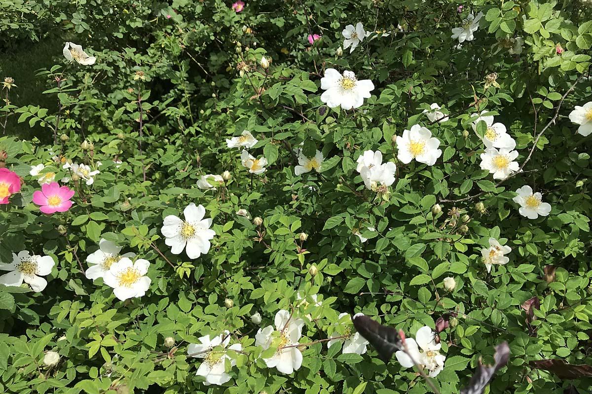 Wilde roos met bloemen