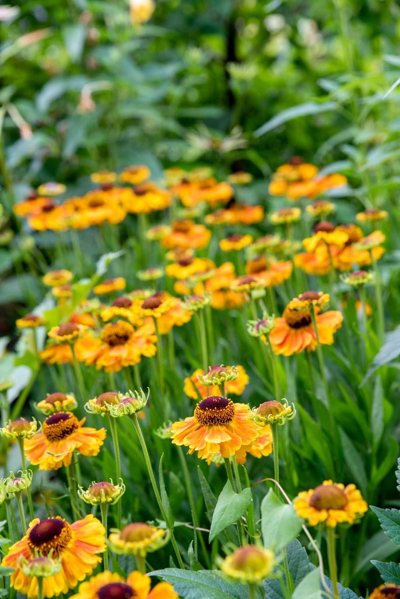 Helenium 'Mardi Gras'