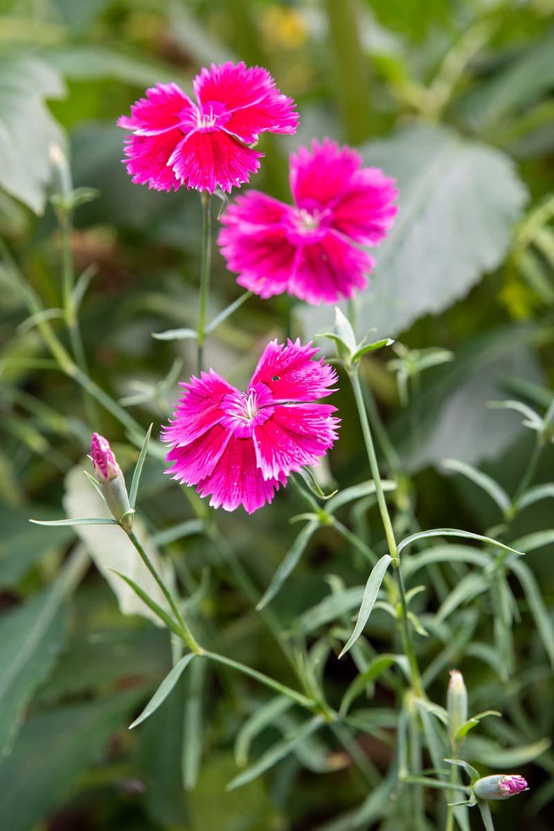 Helianthemum Ben Hope