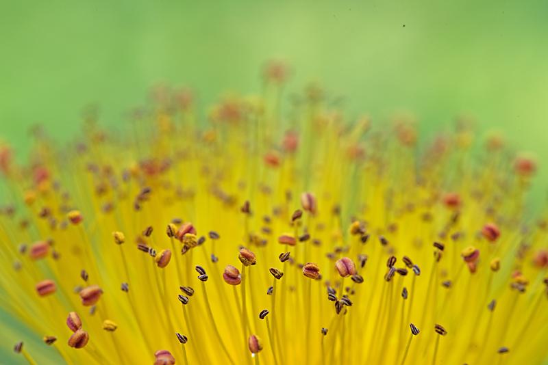 Hypericum detail meeldraden