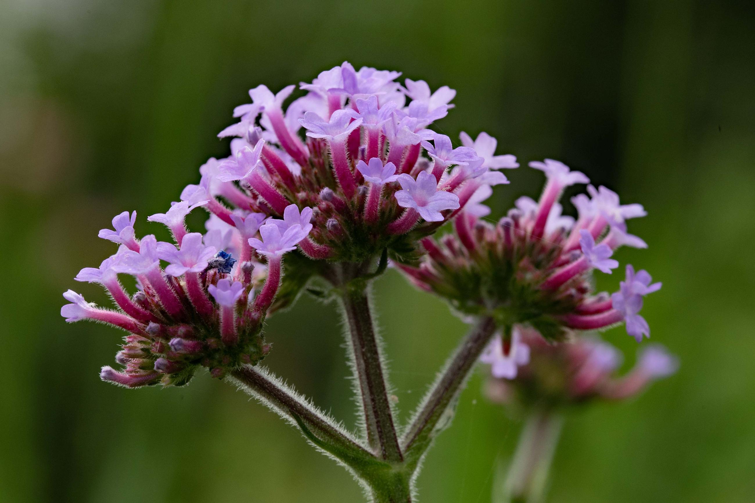 Verbena dichtbij