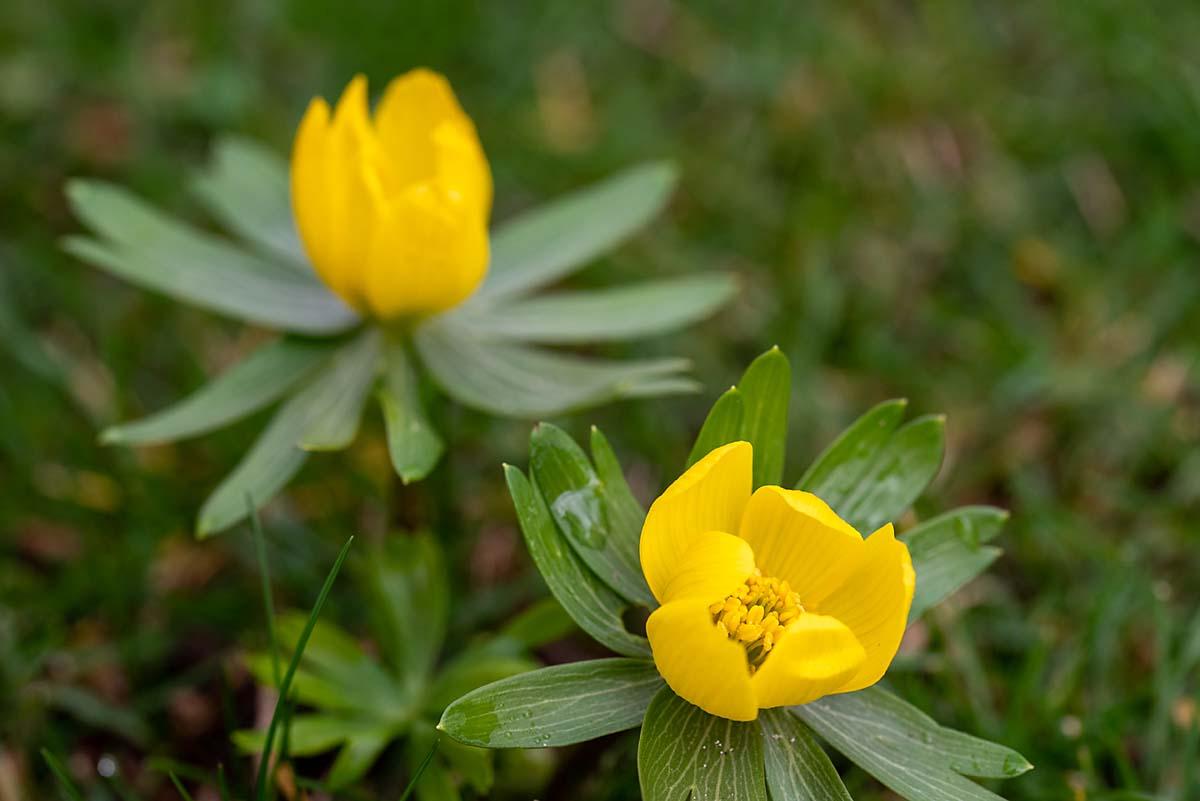 Winterakoniet in de tuin