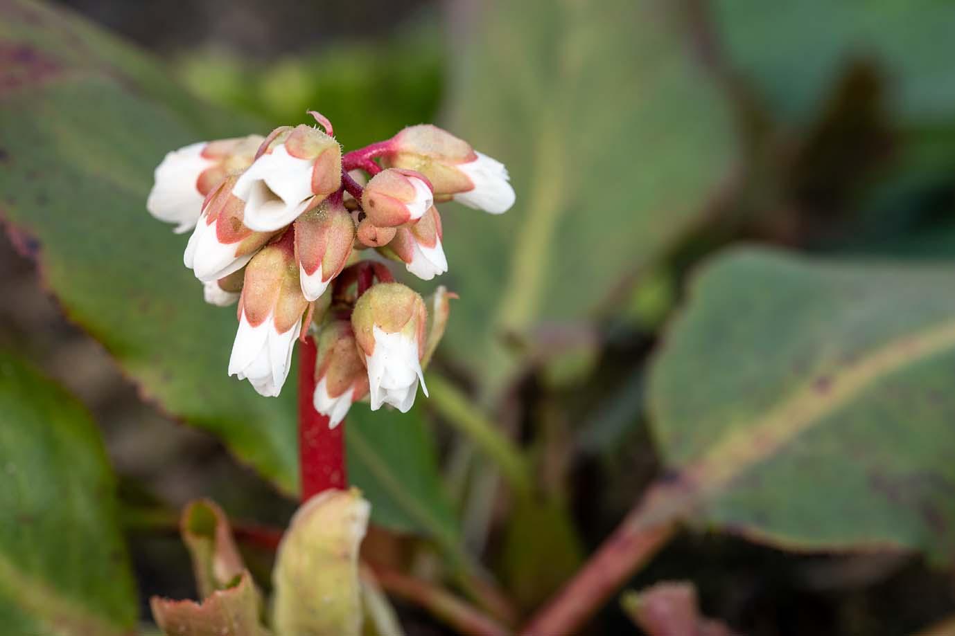 Bergenia Bressingham White