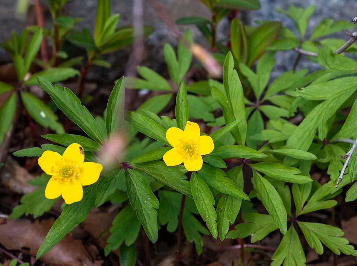 anemone ranunculoides