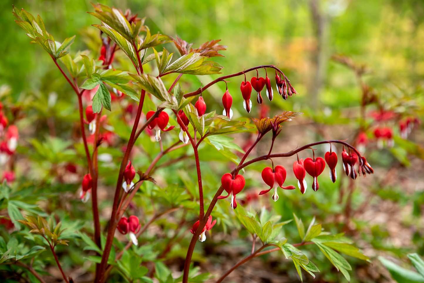 dicentra in bloei