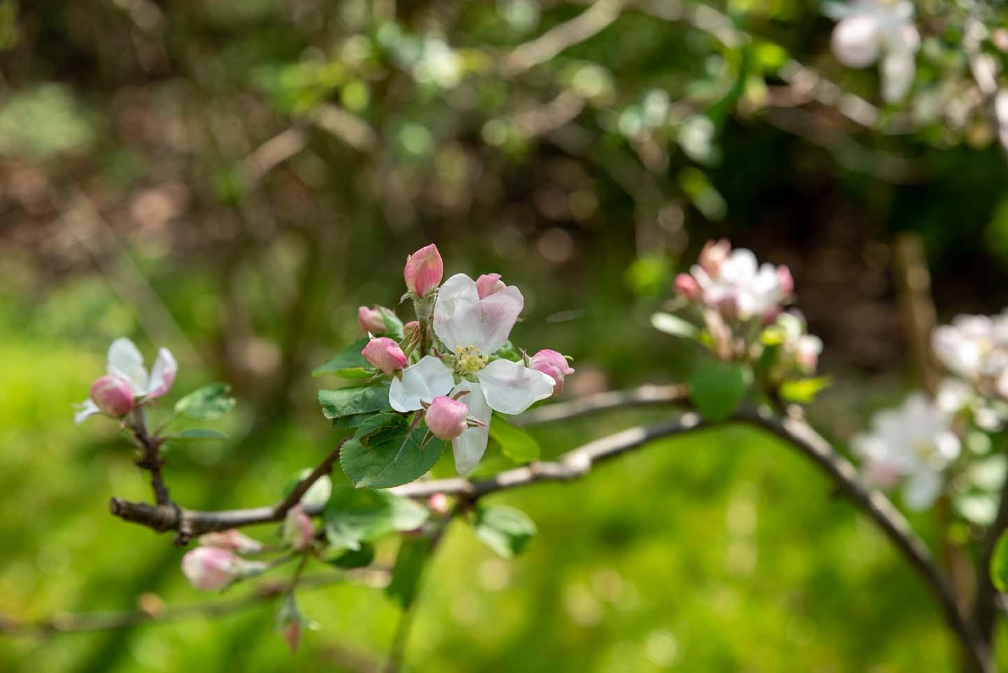 appel Elstar, bloesem