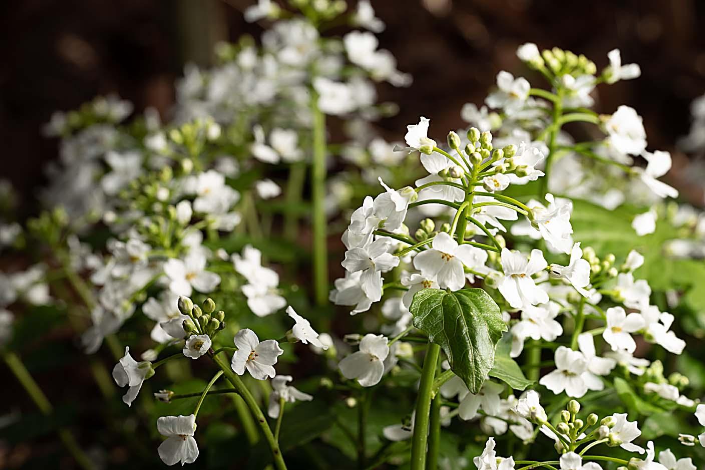 pachyphragma in bloei