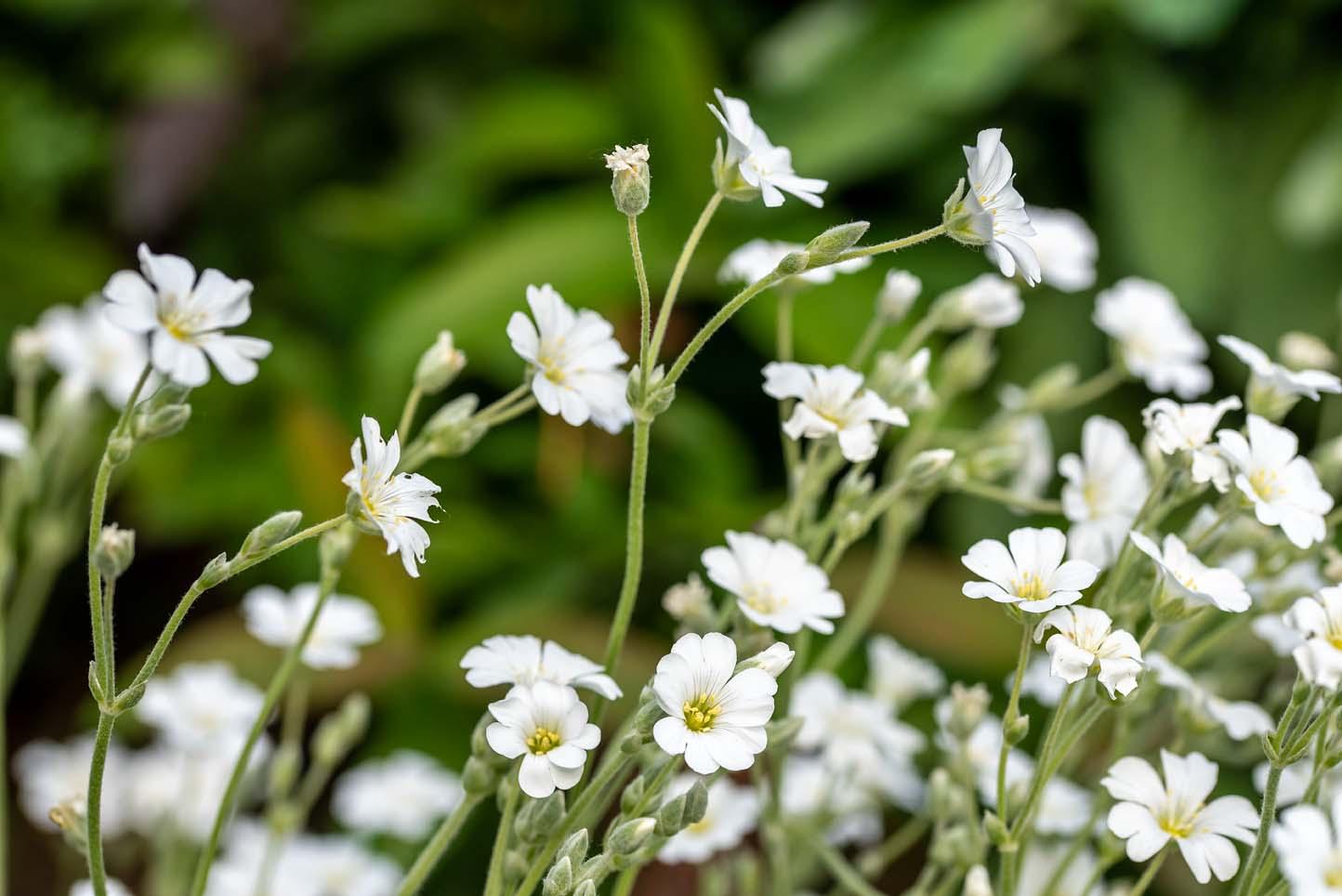 cerastium tomentosum