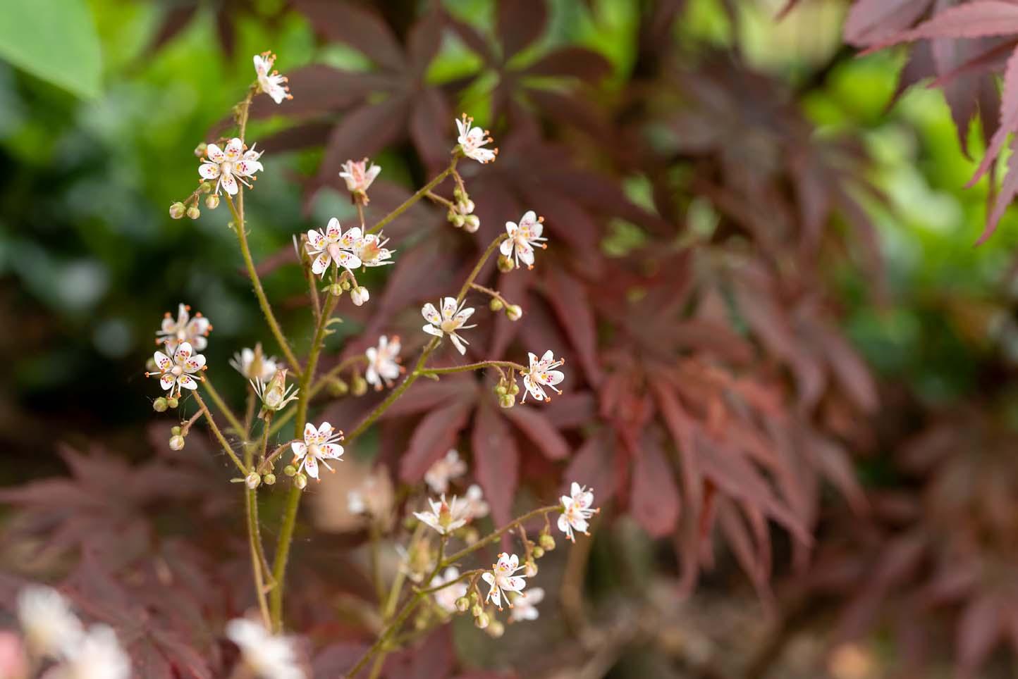 saxifraga in de border