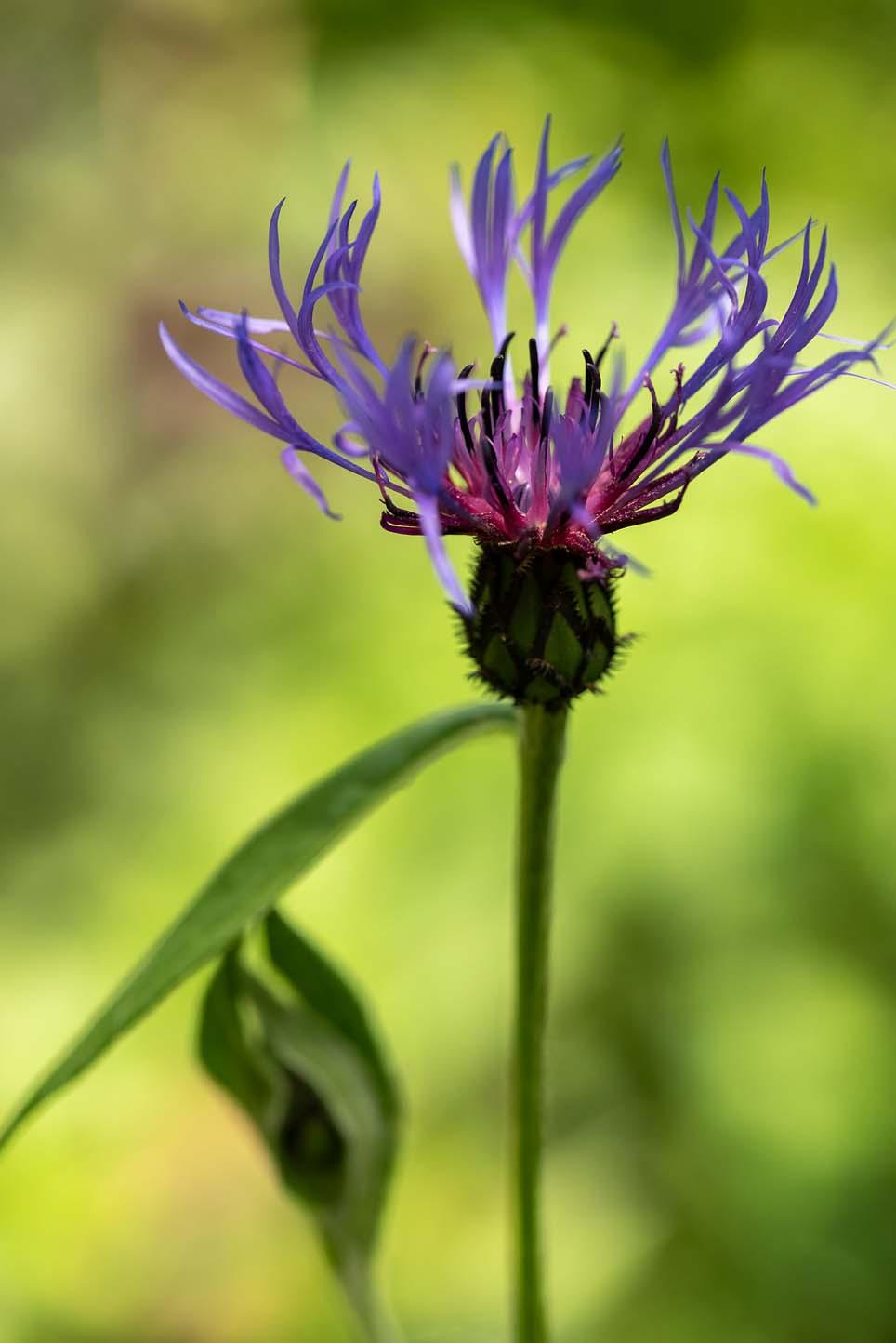 centaurea montana met lichte achtergrond