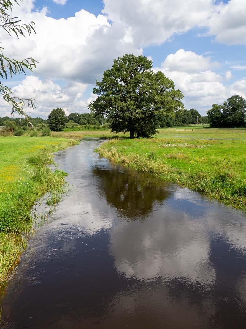 Dinkel bij het Wewwelpad