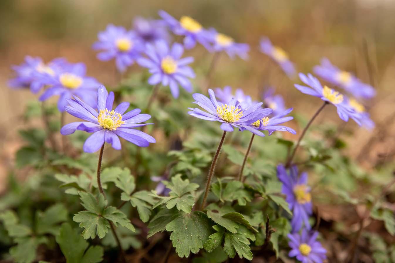 anemone blanda dichtbij