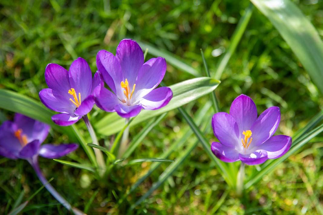 Boerenkrokus dichtbij