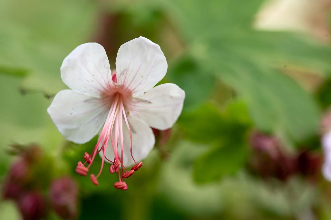 geranium macrorrhizum Spessart detail