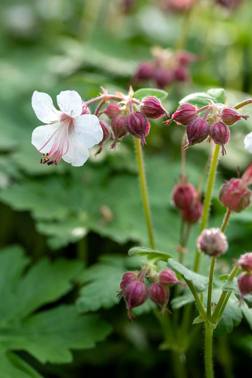 geranium macrorrhizum Spessart overzicht