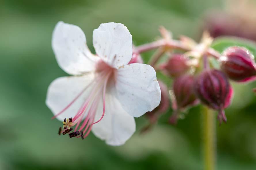 geranium macrorrhizum Spessart stuifmeel