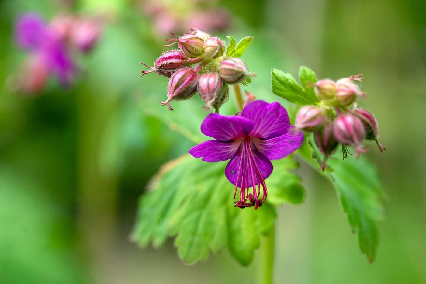 geranium dichtbij