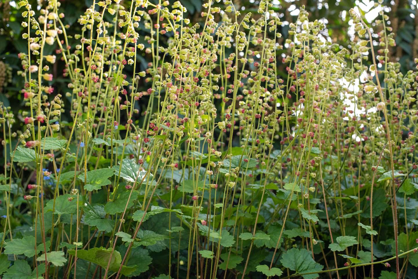 tellima grandiflora